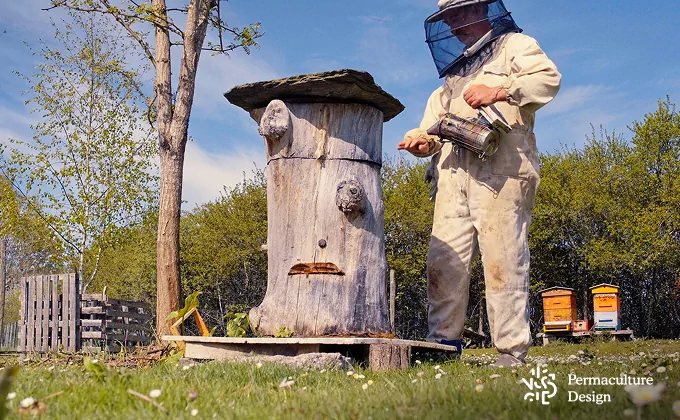 AR245 05 choisir ruche tronc apiculture naturelle permaculture design 1